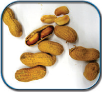Icono de cacahuetes