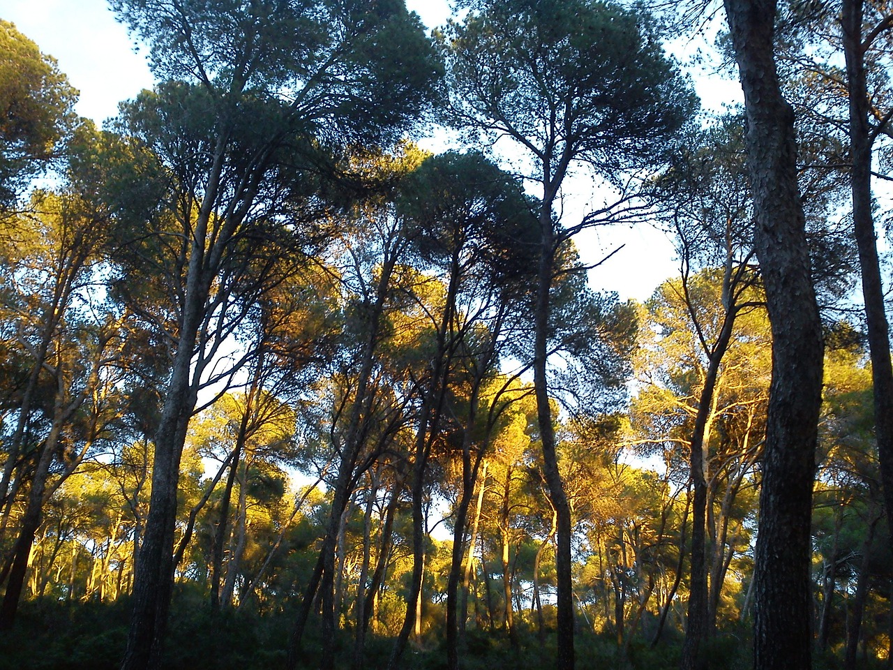 Foto bosque