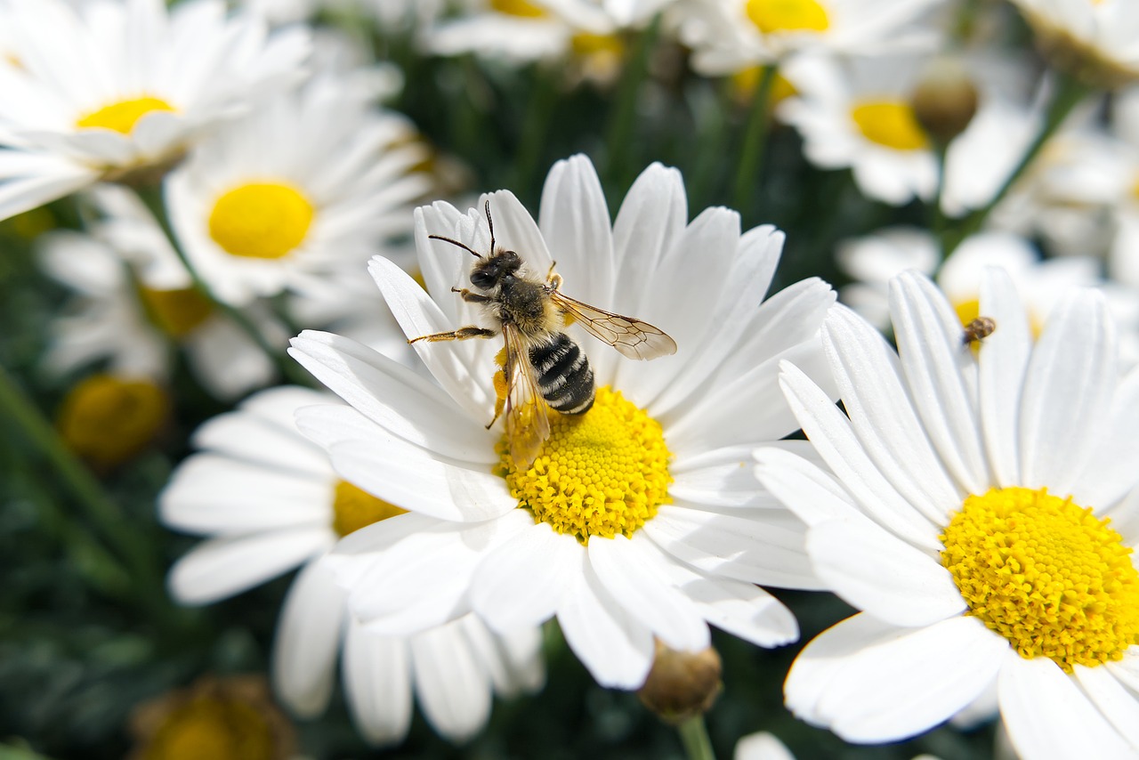 Foto flor abeja