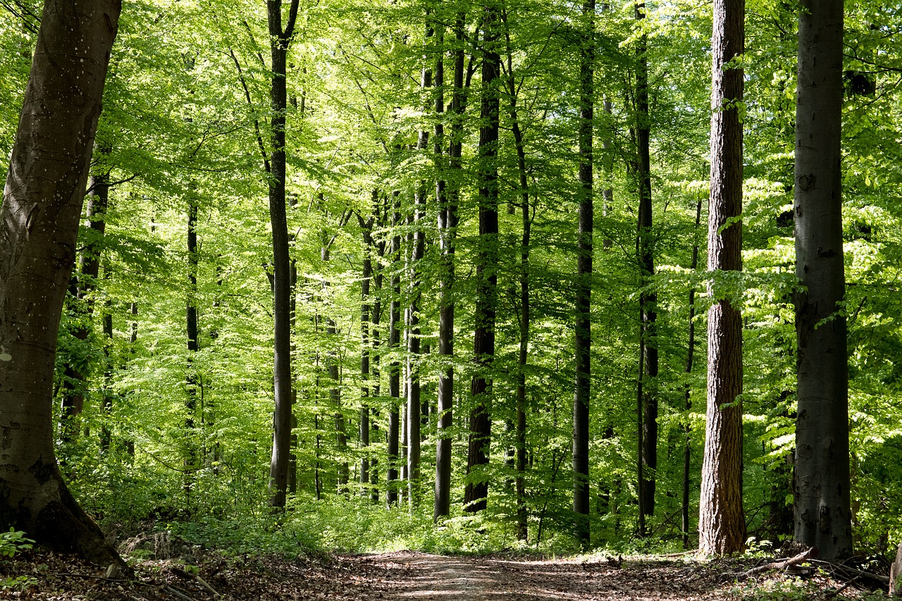 Foto bosque