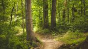 Bosque y camino