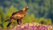 Águila imperial posada en una roca