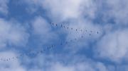 cielo con aves en migración