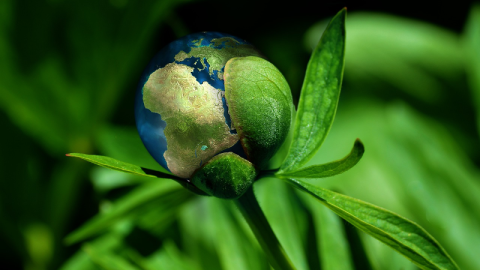 Planeta tierra envuelto en una planta