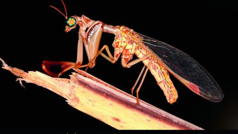 Mantispa styriaca
