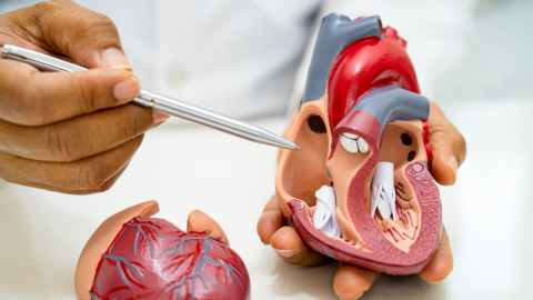 Médico con maqueta de corazón diseccionado