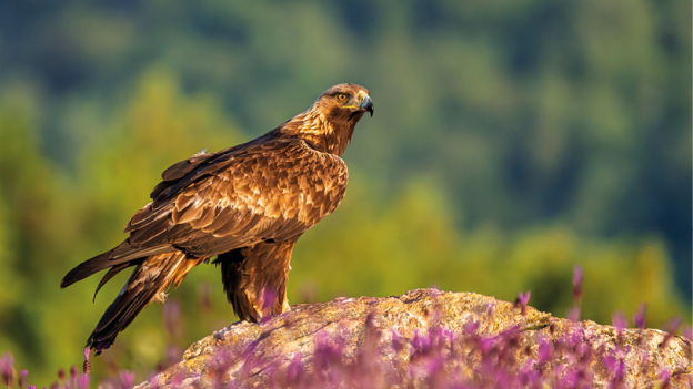 Águila imperial posada en una roca