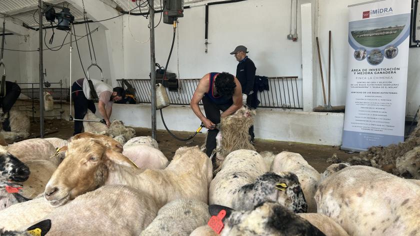 La Comunidad de Madrid organiza una jornada de esquileo con más de 300 ovejas de razas autóctonas para asegurar su bienestar ante el calor estival Ganadero esquilando ovejas