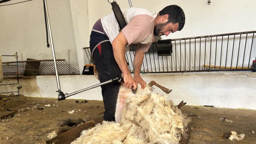 La Comunidad de Madrid organiza una jornada de esquileo con más de 300 ovejas de razas autóctonas para asegurar su bienestar ante el calor estival Ganadero esquilando ovejas
