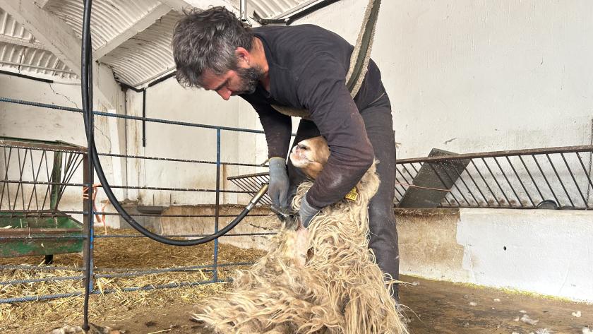 La Comunidad de Madrid organiza una jornada de esquileo con más de 300 ovejas de razas autóctonas para asegurar su bienestar ante el calor estival Ganadero esquilando ovejas