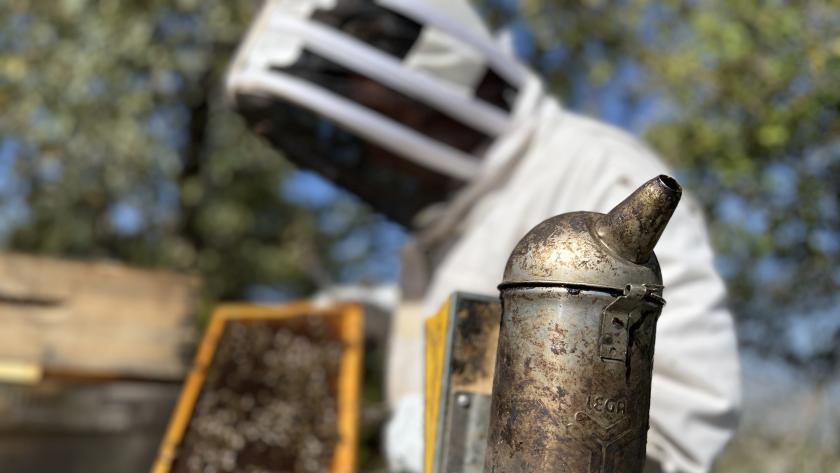 apicultura La Comunidad de Madrid supervisa el uso de ahumadores en apicultura para prevenir incendios forestales