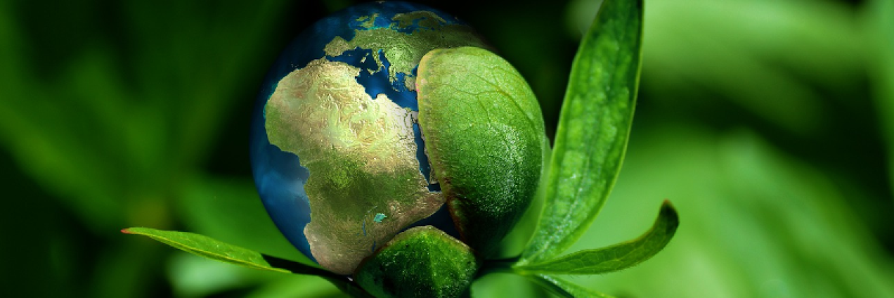 Planeta tierra envuelto en una planta