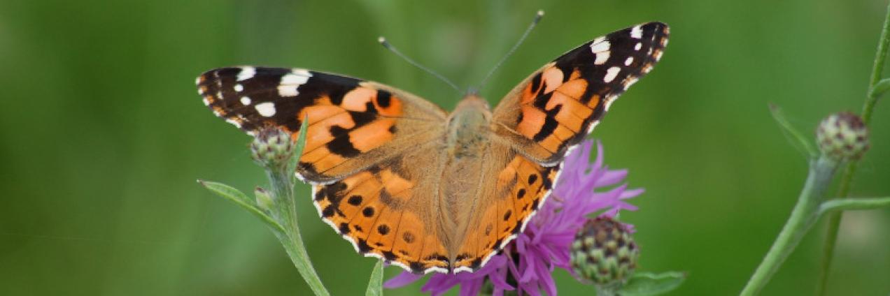 Mariposa