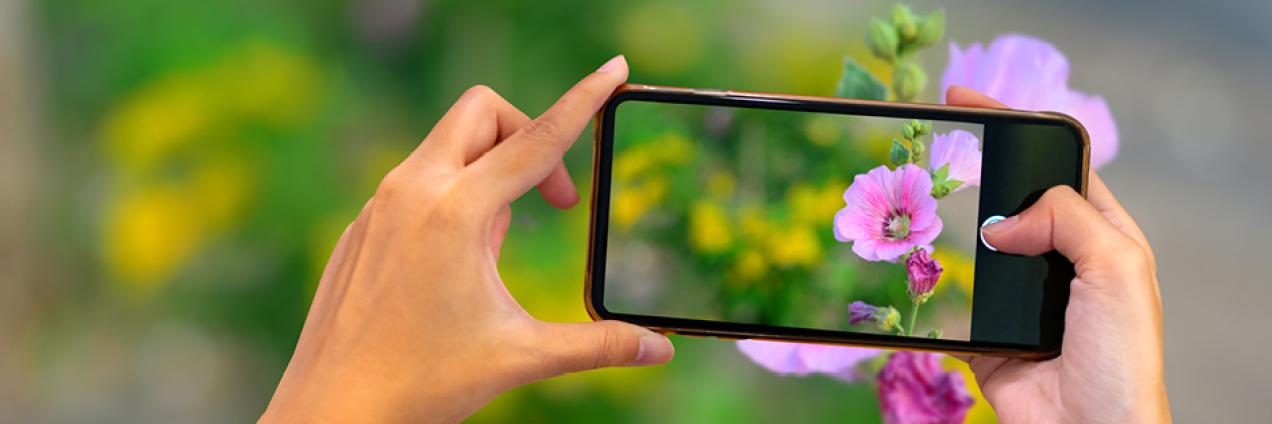 Persona utilizando la app de árboles