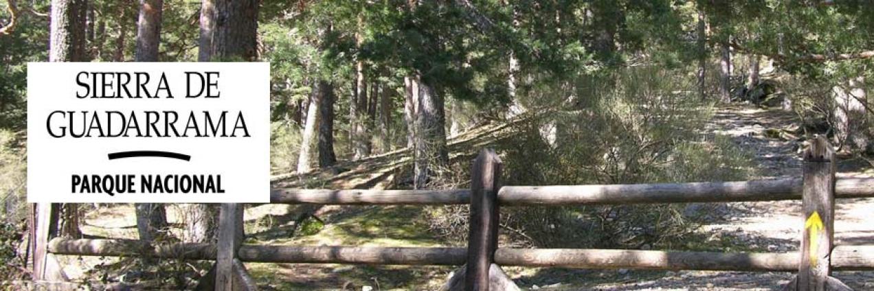 Vista de la senda por la Calzada borbónica, paisaje de pinares silvestres y barrera para control de acceso de vehículos