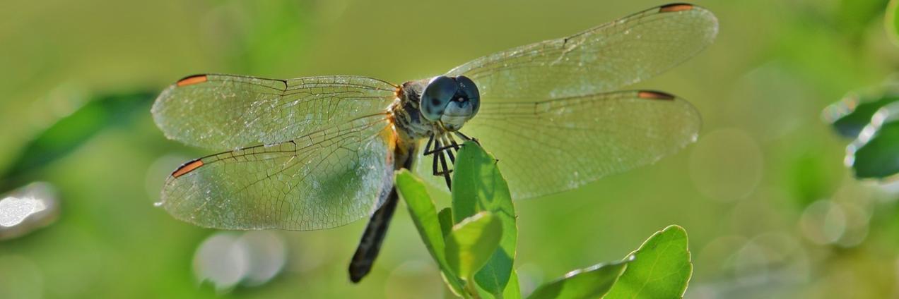 Libélula