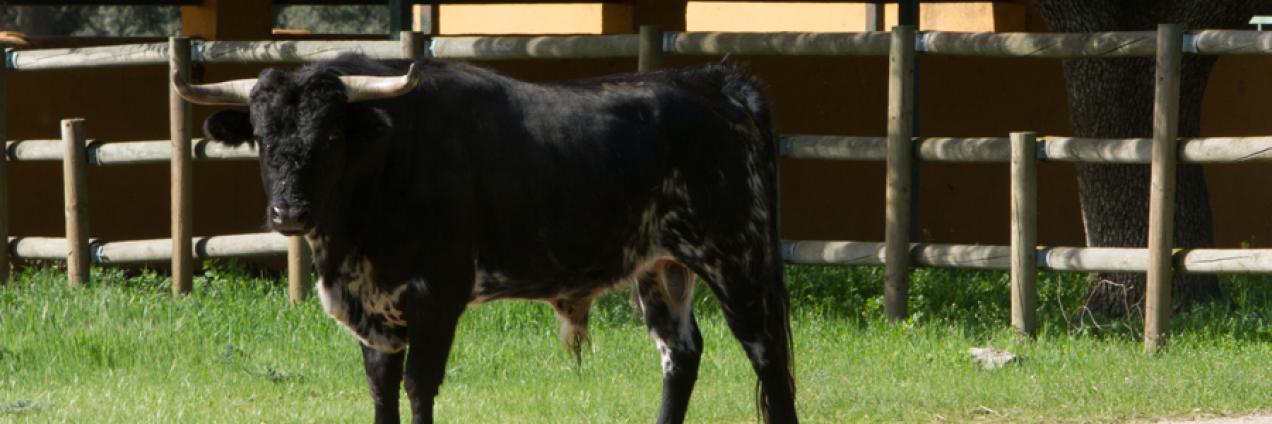 La Dehesa de Guadarrama