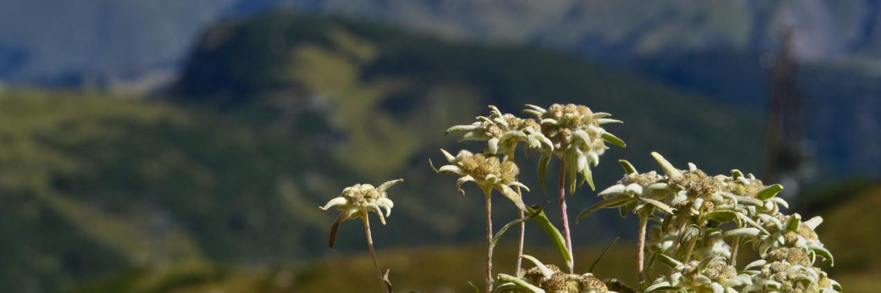 Fotografía de un paisaje de montaña con unas flores en primer plano