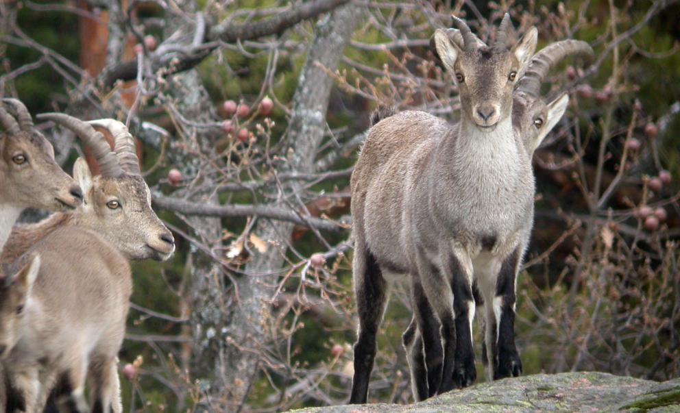 Fauna_Cabra montés
