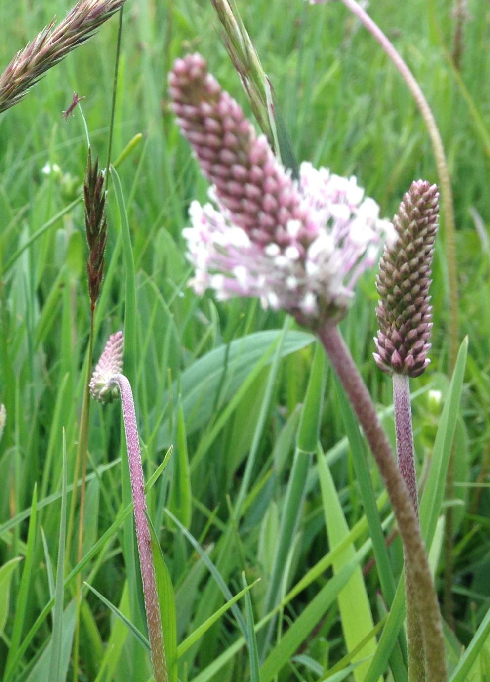 foto de campo de plantago con flores de gramíneas
