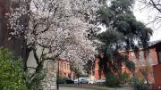 Árboles de la calle Amaniel en Madrid con la fachada del conservatorio de fondo