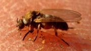 Mosca negra (Simulium erytrocephalum) sobre la piel
