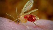 mosquito flebotomo hembra picando a un humano en el brazo