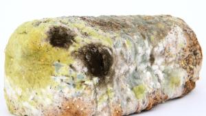 Pan contaminado con moho Pan contaminado con moho