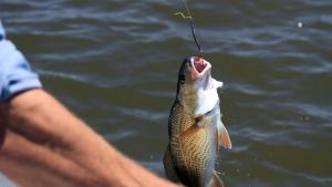 Pesca