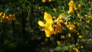 Primavera en el Hayedo de Montejo