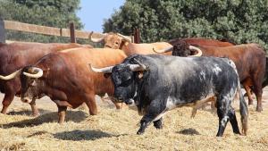 Toros en finca