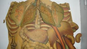 Láminas de Anatomía Humana restauradas