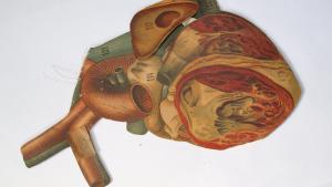 Láminas de Anatomía Humana restauradas