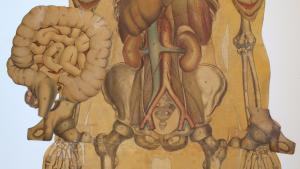 Lámina de Anatomía Humana 