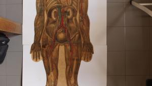 Lámina de Anatomía Humana 