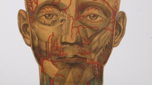 Lámina de Anatomía Humana 