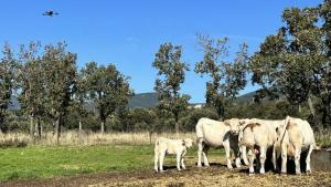 Fotografía de unas vacas en el campo pastando