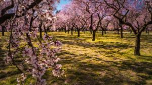 Almendros en flor de la Quinta de los Molinos 