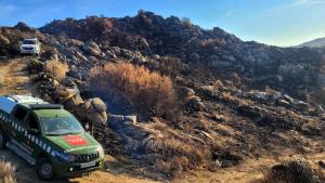El Cuerpo de Agentes Forestales reconstruye nidos de buitre negro