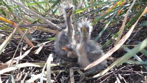 drones para el seguimiento de aves autóctonas en el Parque Regional del Sureste
