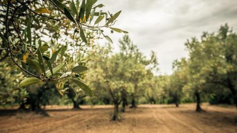imagen de Olivar madrileño