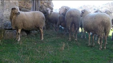 Merinas en vía pecuaria