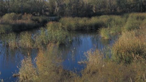Paseo por las lagunas y la presa del río Henares