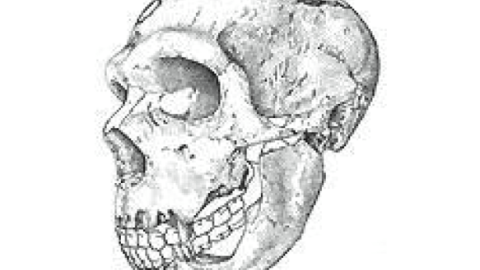 Paleoantropología Pinilla