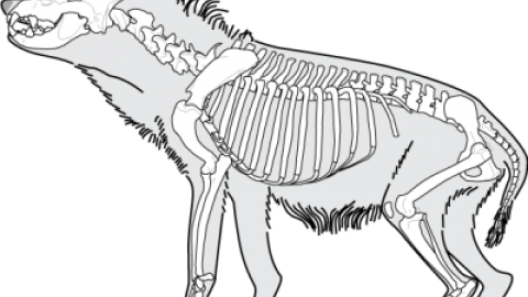 paleontología Pinilla