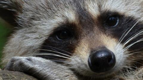 IMAGEN MAPACHE