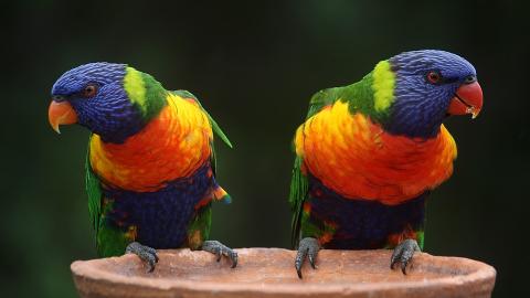 Imagen de dos Agapornis en un palo de una jaula
