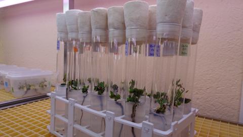 Tubo de vidrio en laboratorio