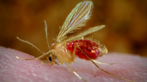 mosquito flebotomo hembra picando a un humano en el brazo