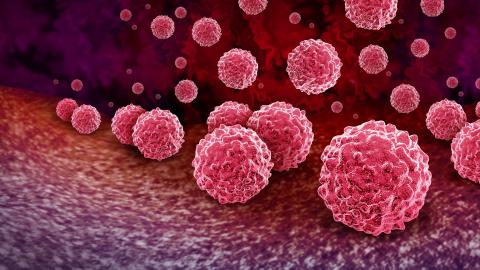 foto con bacterias de clamidia
